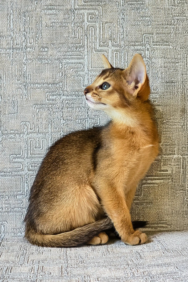 Elyna | abyssinian kitten