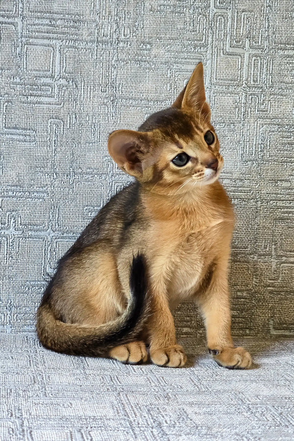 Elyna | abyssinian kitten