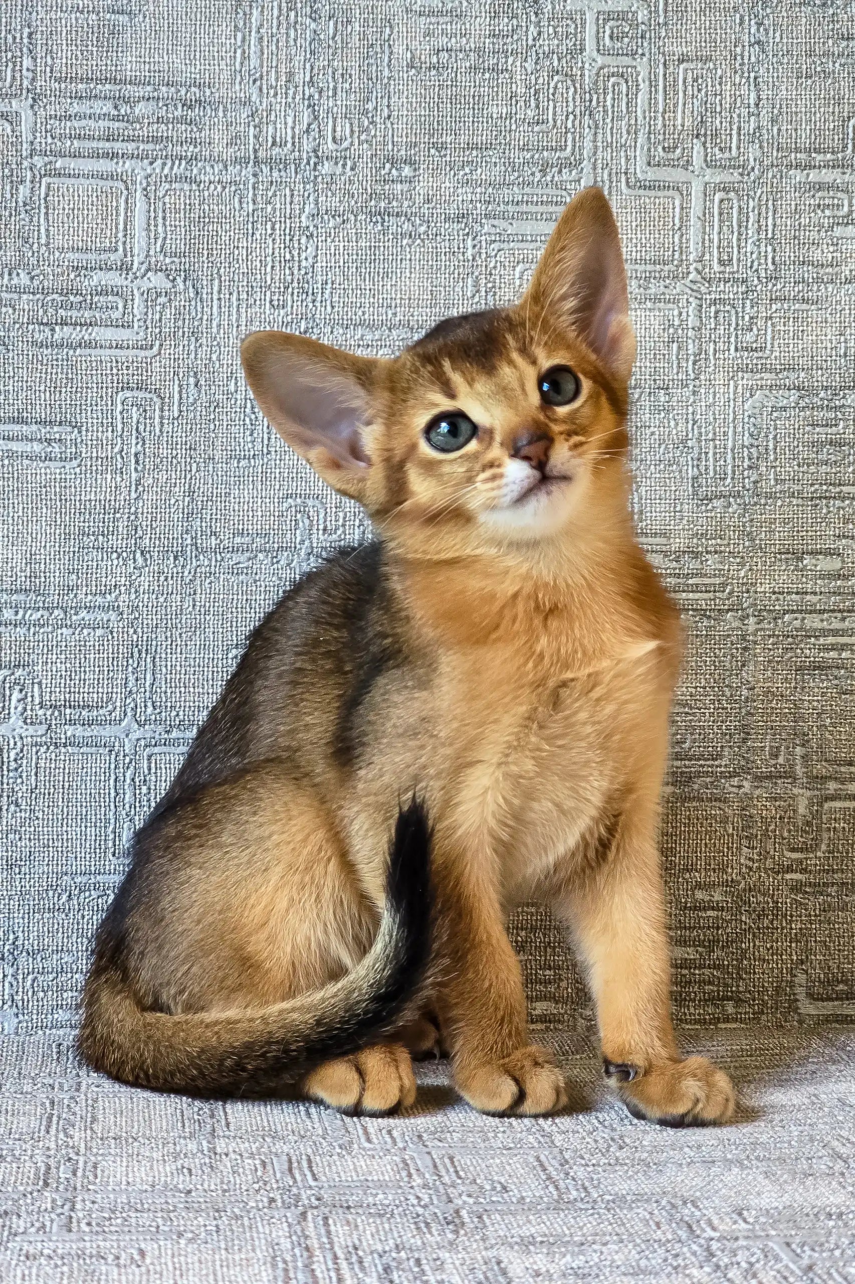 Elyna Abyssinian Kitten with Big Ears