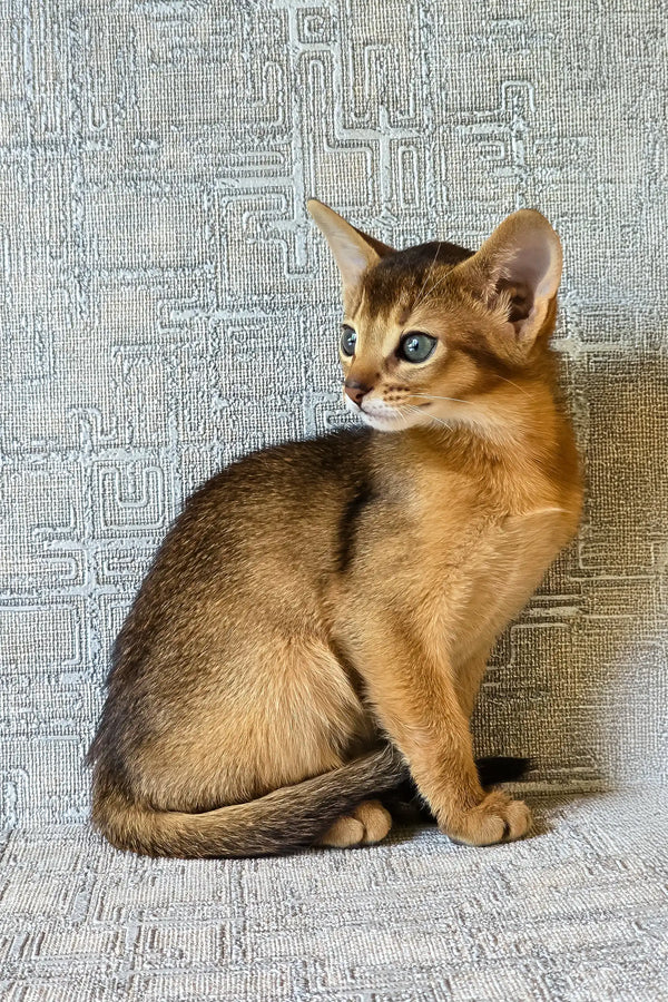 Elyna | abyssinian kitten