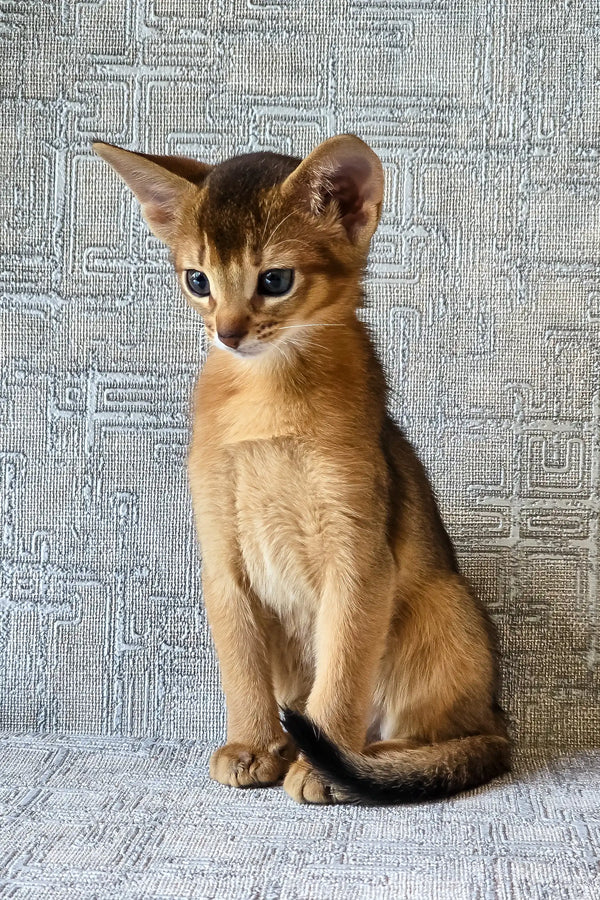 Elyna | abyssinian kitten