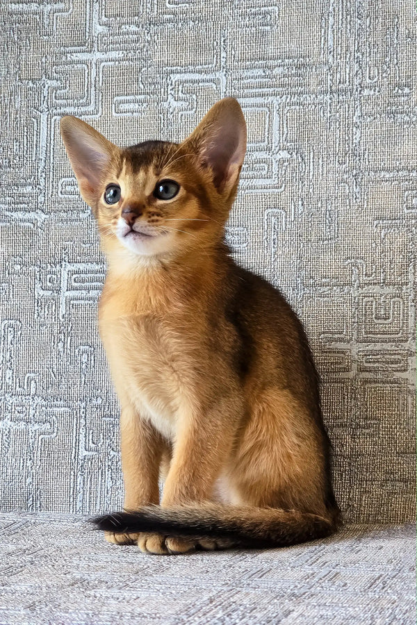 Elyna | abyssinian kitten