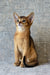 Elyna | abyssinian kitten