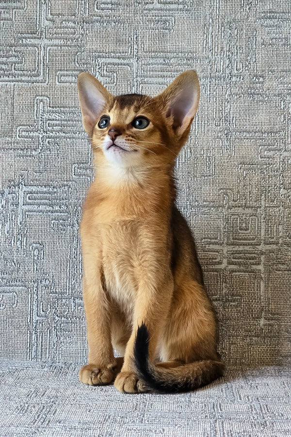 Elyna | abyssinian kitten