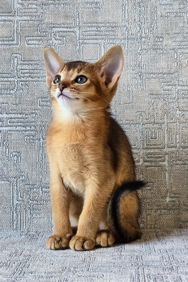 Elyna | abyssinian kitten