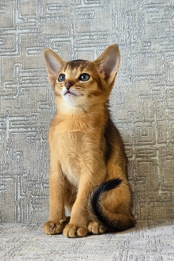 Elyna | abyssinian kitten
