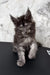 Cute Gray Maine Coon kitten named Emer playing and looking adorable