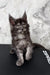 Gray Maine Coon kitten named Emer, perfect for cuddles and furry fun