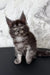 Adorable Gray Maine Coon kitten named Emer ready for a new home