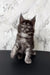 Gray and black Maine Coon kitten named Emer for adorable pet lovers