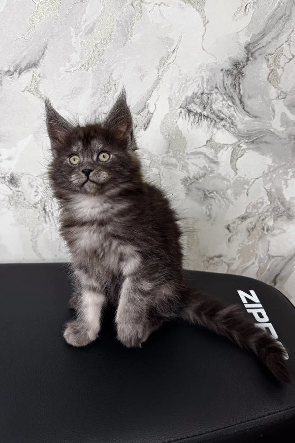 Gray and black Maine Coon kitten named Emer posing adorably for the camera