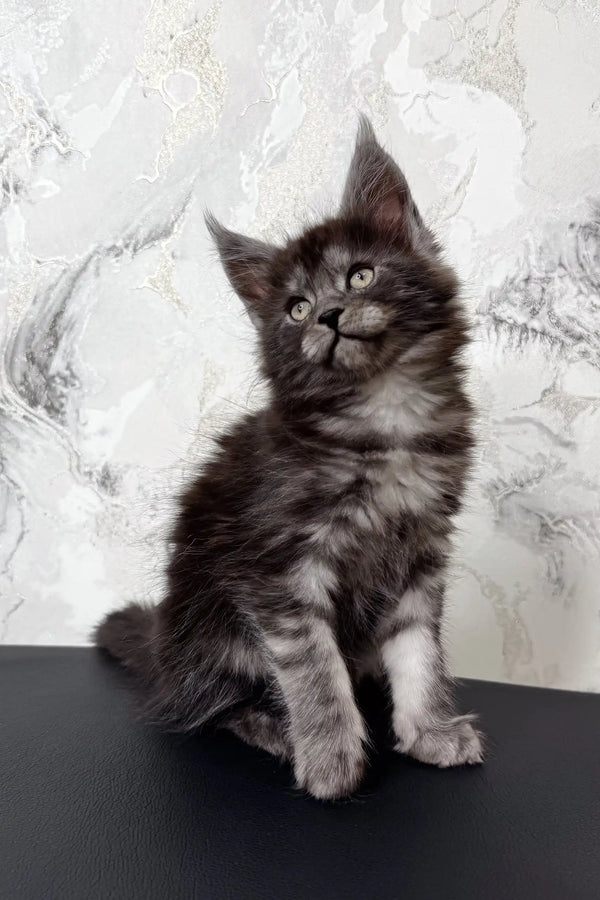 Gray and black Maine Coon kitten named Emer looking cute and playful