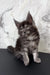 Gray tabby Maine Coon kitten from Emer, perfect for any cat lover’s collection