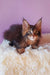 Fluffy brown tabby kitten from Emerion Maine Coon Kitten collection