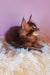 Cute Maine Coon kitten with tufted ears from the Emerion collection