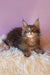 Cute Maine Coon kitten in the Emerion product line for fluffy pet lovers