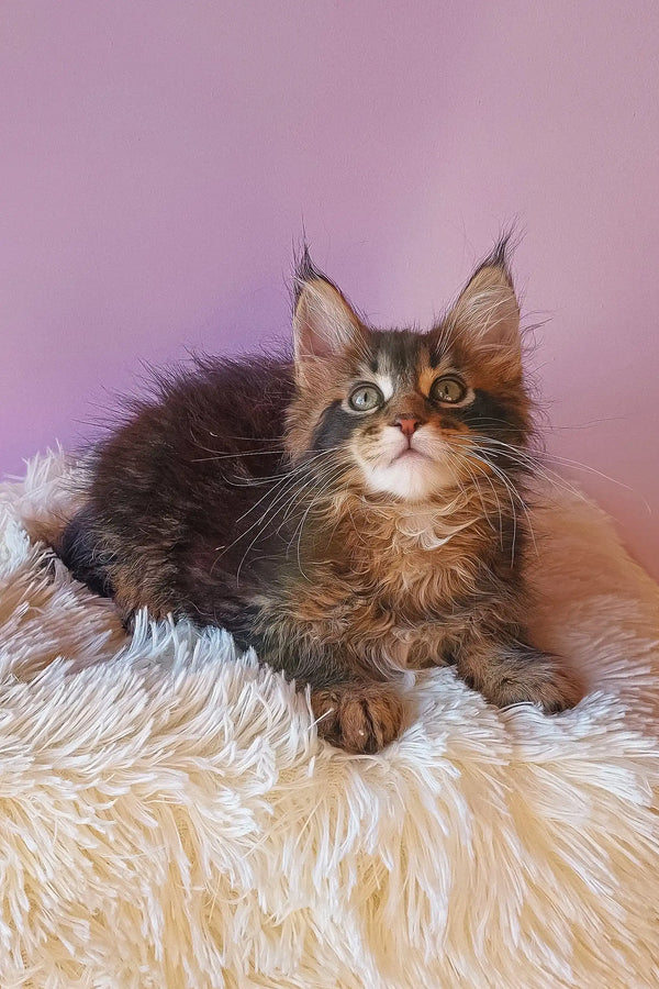 Cute Maine Coon kitten in the Emerion product line for fluffy pet lovers