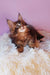 Cute brown and black Maine Coon kitten from the Emerion collection