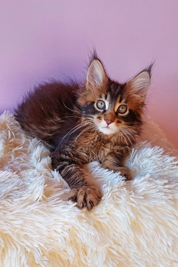 Cute Brown Tabby Maine Coon Kitten from Emerion | Maine Coon Kitten collection