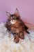 Brown tabby Maine Coon kitten from Emerion, perfect for playful pet lovers