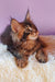 Adorable Brown Tabby Maine Coon kitten from the Emerion Maine Coon Kitten product