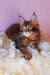 Fluffy brown tabby kitten from Emerion Maine Coon Kitten collection, super cute!