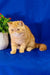 Cute Orange Exotic Shorthair Cat from the Emilia Exotic Shorthair Kitten collection