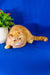 Adorable Orange Exotic Shorthair Cat featured in Emilia Exotic Shorthair Kitten product