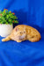 Cute orange Exotic Shorthair kitten named Emilia in a cozy setting