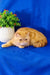 Adorable Orange Exotic Shorthair Cat from Emilia Exotic Shorthair Kitten product