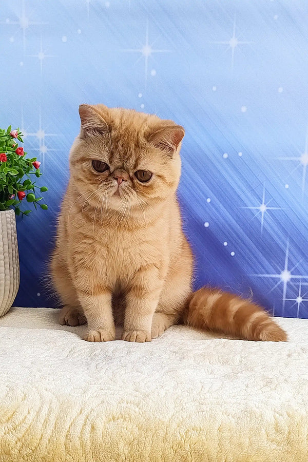 Cute orange Exotic Shorthair kitten named Emilia, perfect for your home