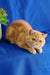 Cute Orange Exotic Shorthair Cat from Emilia | Exotic Shorthair Kitten collection