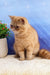 Adorable Orange Exotic Shorthair Cat from Emilia | Exotic Shorthair Kitten product