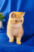 Adorable Orange Exotic Shorthair Kitten named Emilia ready for cuddles and playtime