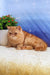 Orange Exotic Shorthair cat named Emilia in adorable pose for kitten lovers