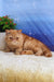 Cute Orange Exotic Shorthair Kitten Emilia ready to bring joy and cuddles