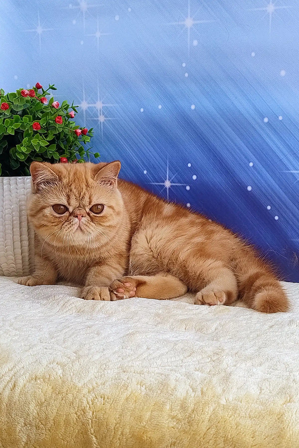 Cute Orange Exotic Shorthair Kitten Emilia ready to bring joy and cuddles