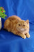 Cute Orange Exotic Shorthair Cat from Emilia | Exotic Shorthair Kitten product