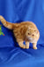 Cute Orange Tabby Exotic Shorthair kitten named Emilia ready for cuddles and fun!