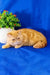 Orange tabby Exotic Shorthair kitten named Emilia looking adorable and playful