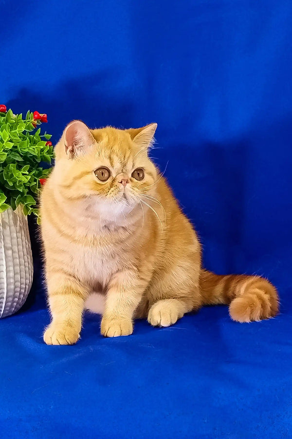 Orange tabby Exotic Shorthair kitten named Emilia, playful and adorable