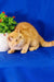 Adorable Orange Tabby Cat from Emilia | Exotic Shorthair Kitten collection