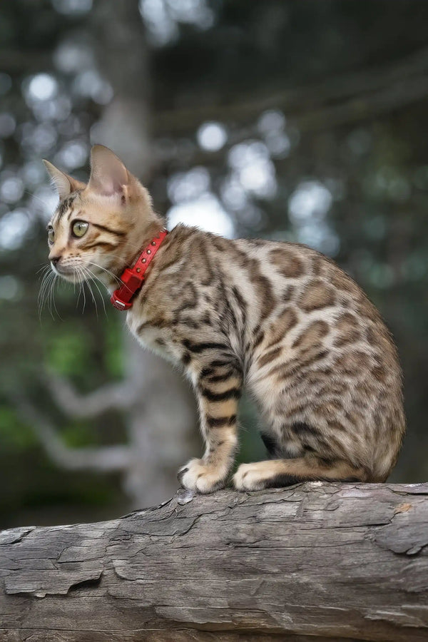 Emily | bengal kitten