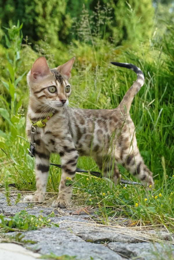 Emily | bengal kitten