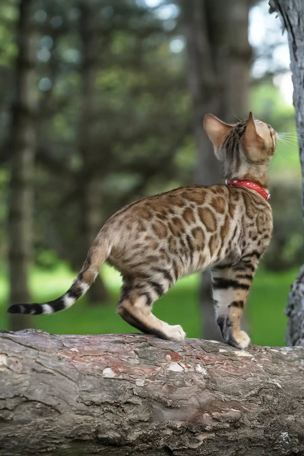 Emily | bengal kitten