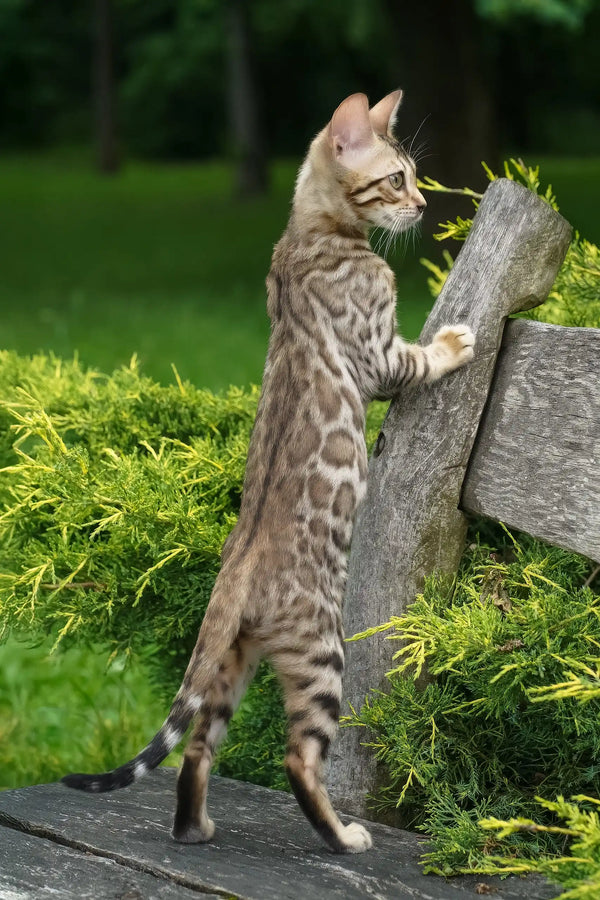 Emily | bengal kitten