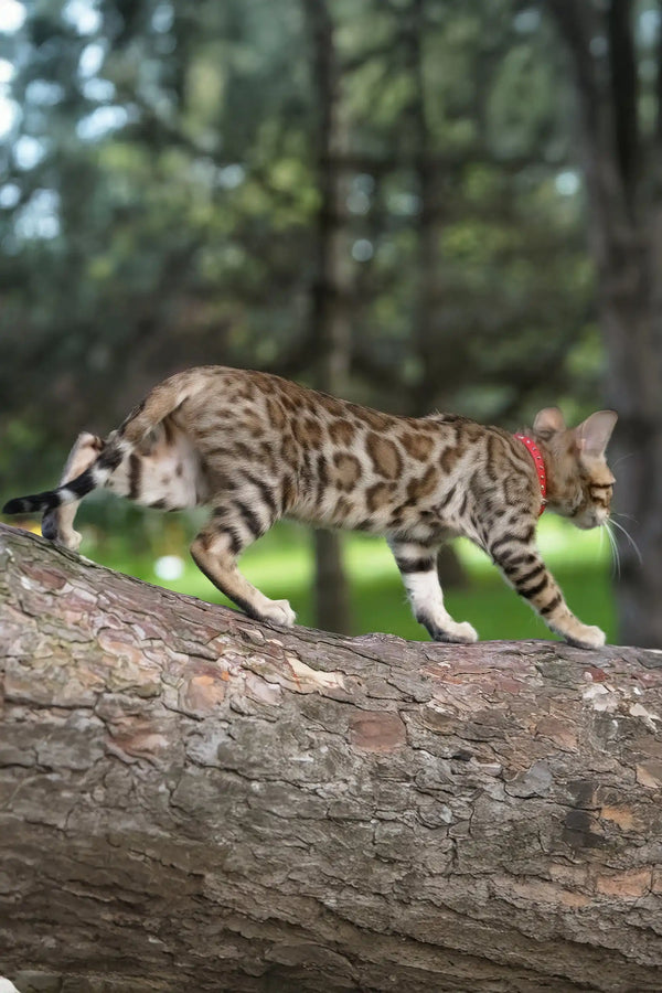 Emily | bengal kitten