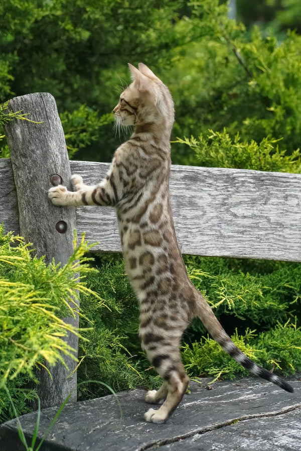 Emily | bengal kitten
