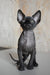 Hairless black Sphynx cat named Emily, the adorable Canadian Sphynx Kitten