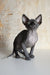 Cute hairless black kitten named Emily, a playful Canadian Sphynx companion